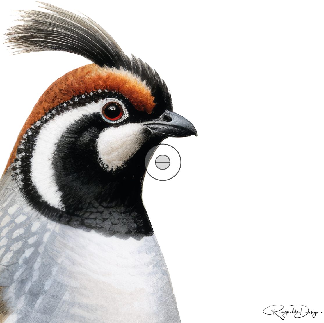 Karten Vögel