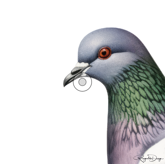 Karten Vögel