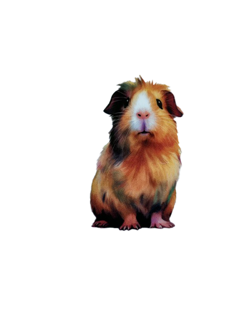 Stickers cavia