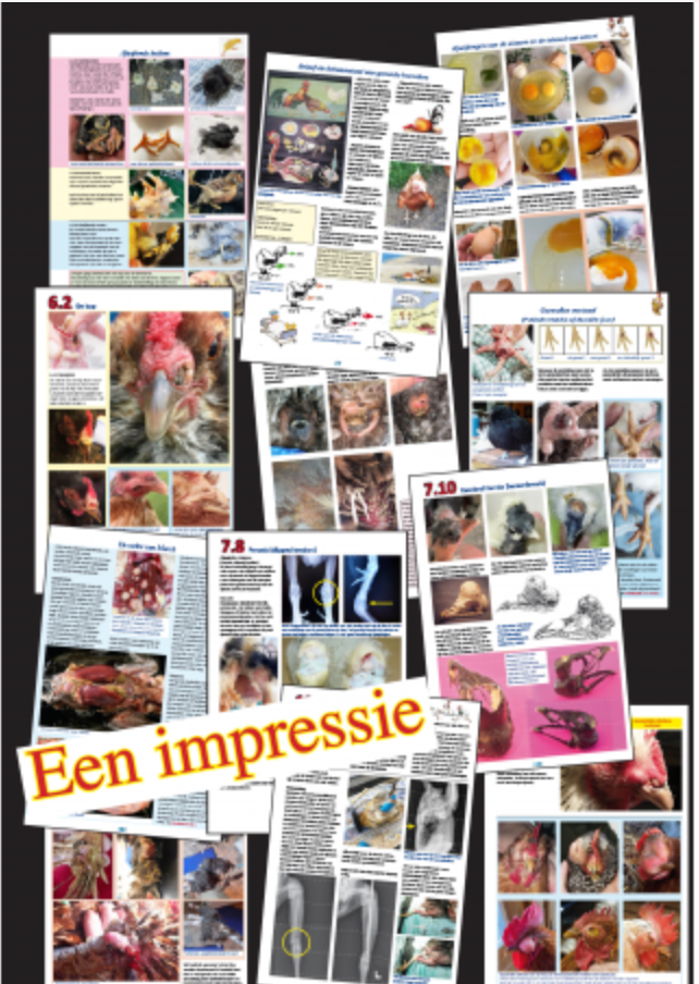 Kippenziekten & aandoeningen