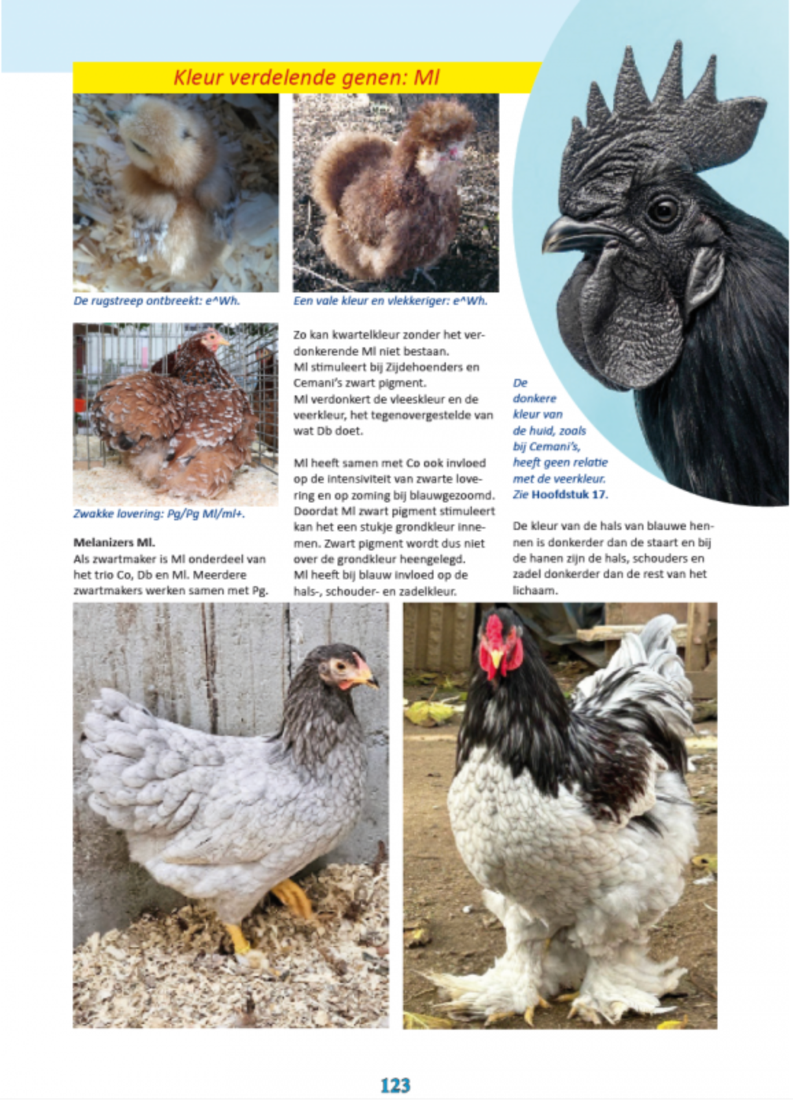 Chicken mania &amp; chicken variety