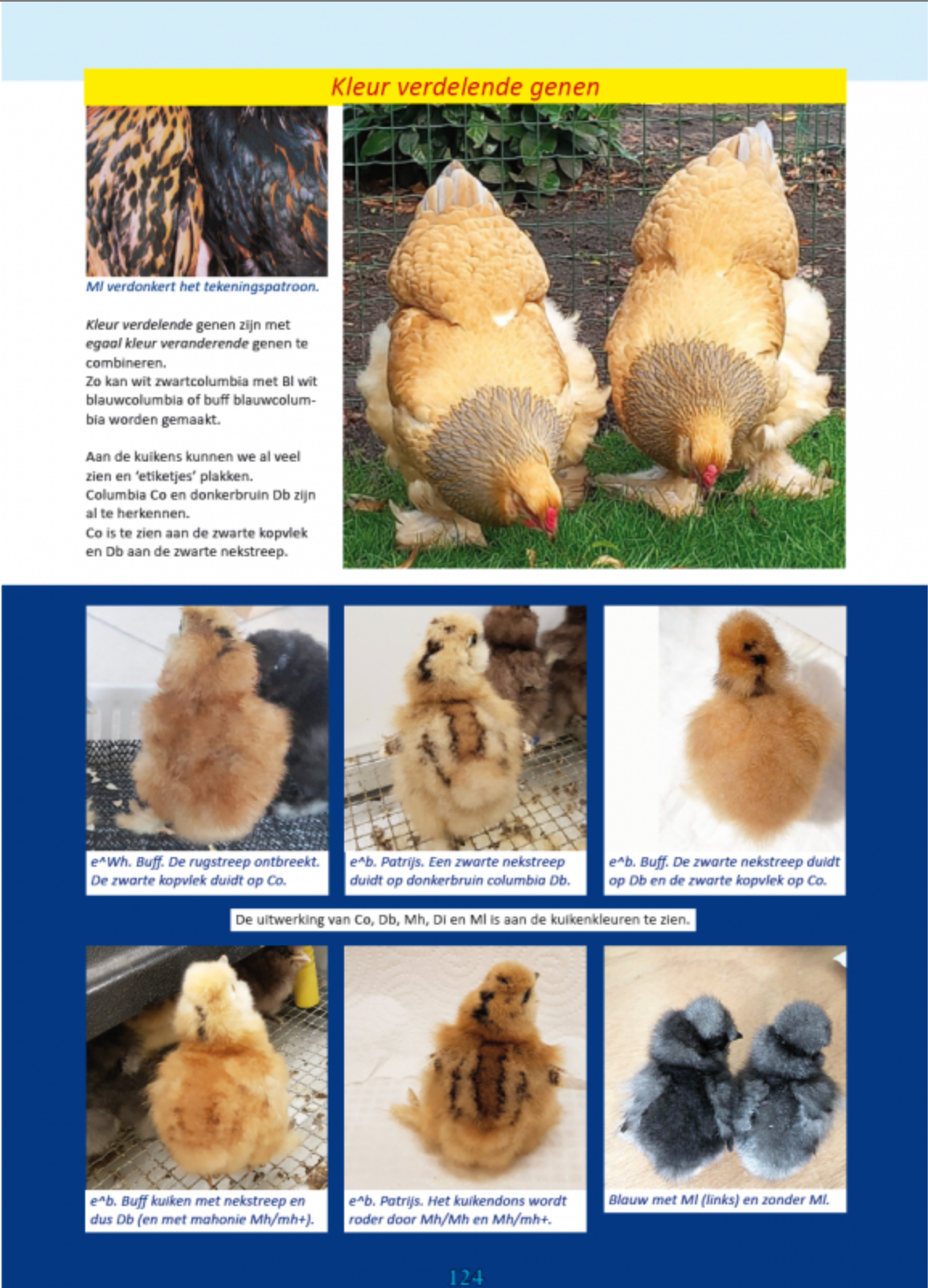 Chicken mania &amp; chicken variety